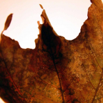Maple Leaf