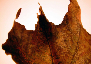 Maple Leaf