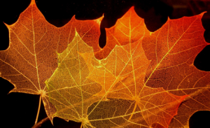 Maple Leafs