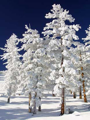 Snow-Clad-Trees