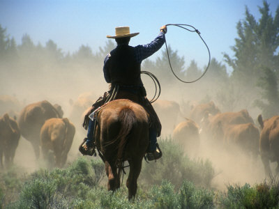 janis-miglavs-cowboy-driving-cattle-with-lasso-through-central-oregon-usa.jpg