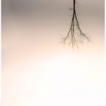 Radical Face tree